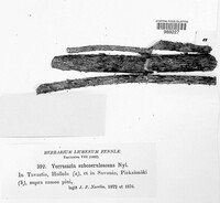 Mycoglaena subcoerulescens image
